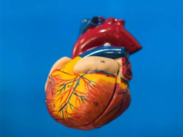 Breakthrough: Artificial Hearts May Unlock Heart Muscle Regeneration