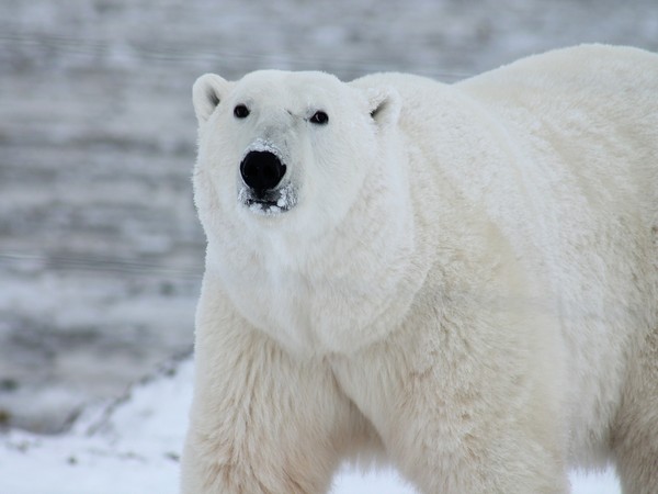 Science News Roundup: Isolated Greenland polar bear population adapts to climate change; South Korea's Innospace to launch a rocket from Brazil in December -official and more 