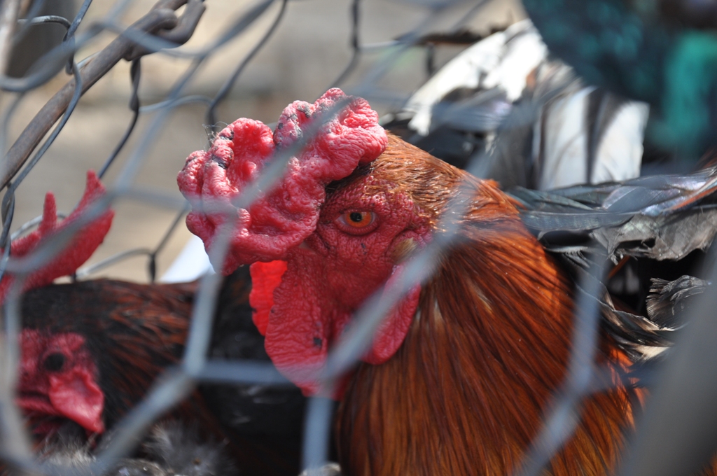 Half of Britain's free range Christmas turkeys lost to bird flu crisis