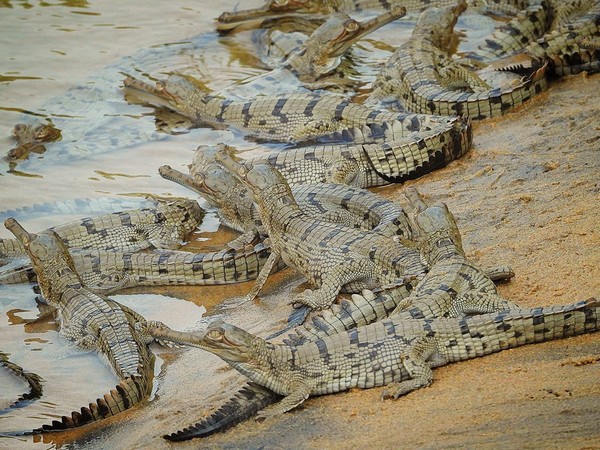Odisha: Gharial hatchlings spotted for third consecutive year