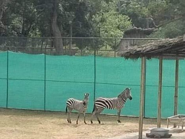 Assam State Zoo welcomes five new inmates