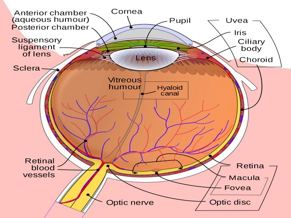 Researchers discover stem cells in optic nerve that preserve vision