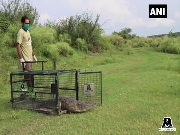 Uttar Pradesh: Crocodile rescued from toilet of house in Firozabad