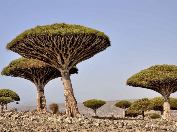 UAE's USD 110 mn development, relief aid enabled Socotra to overcome challenges, dire conditions