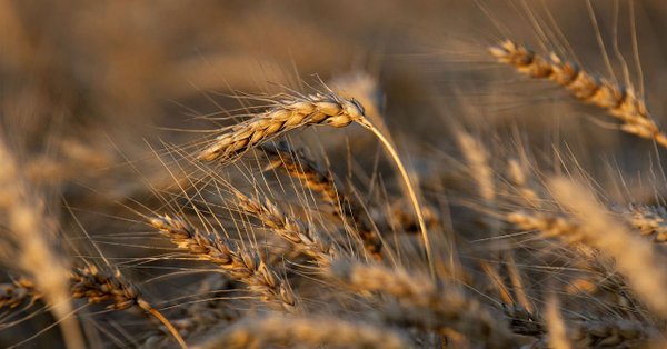 Study reveals wheat genome address productivity and climate issues