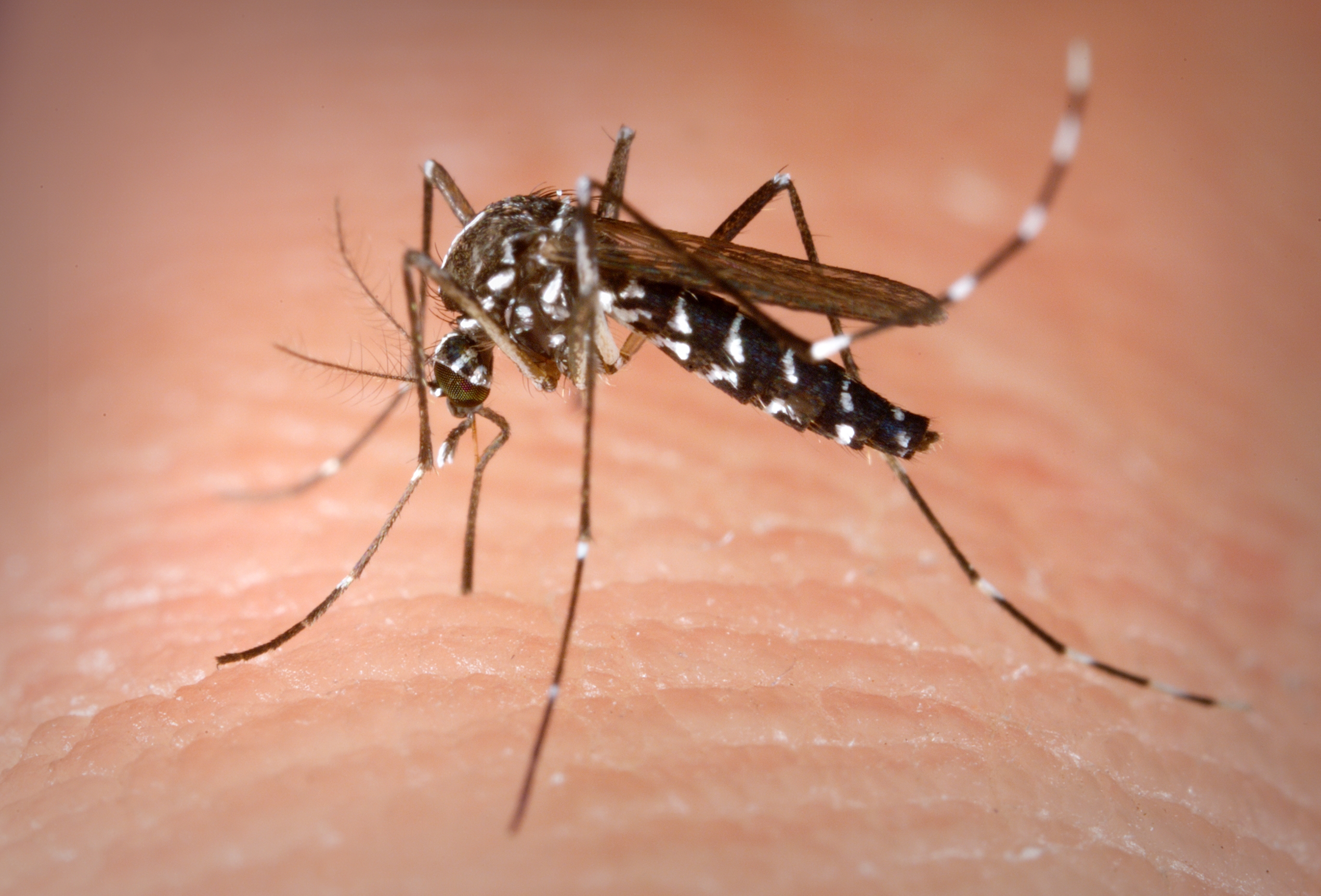 Male mosquitoes don’t want your blood, but they still find you very attractive