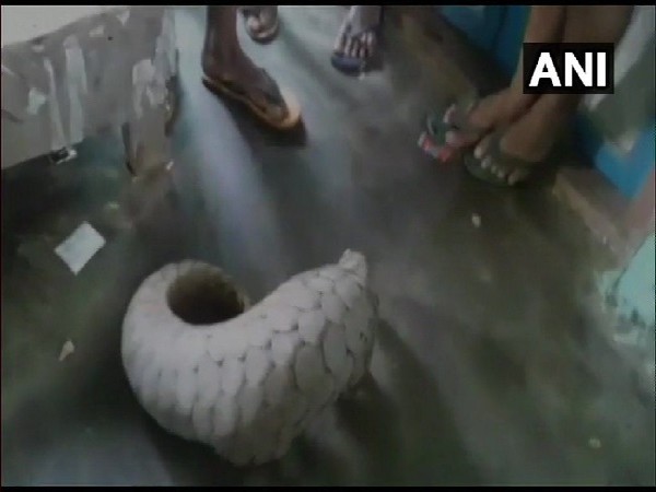 Indian pangolin rescued from house in Odisha's Cuttack