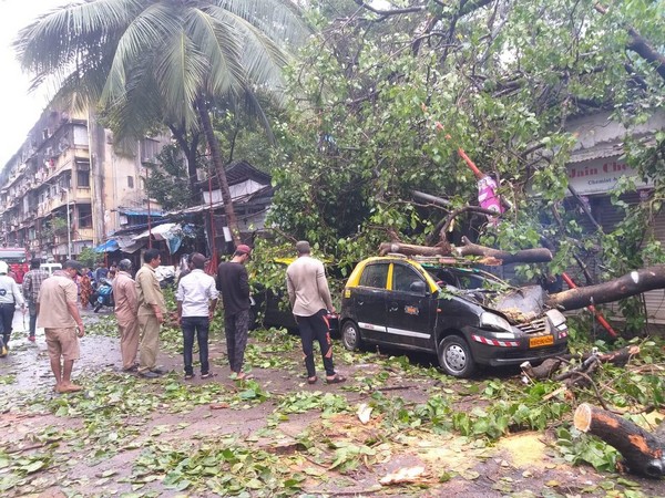 Two injured after tree falls on Mumbai road