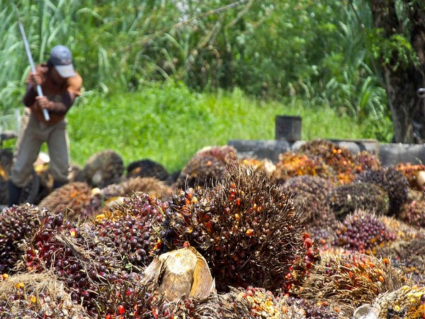 Palm oil farming not good for environment: Study