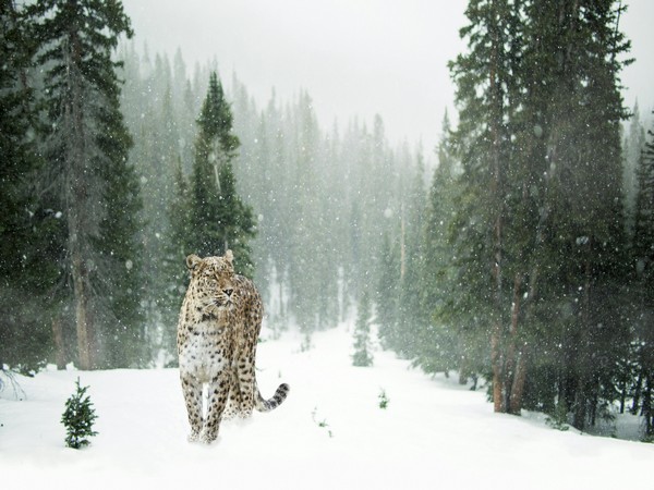 Man Arrested in Lahore for Alleged Snow Leopard Skin Trafficking