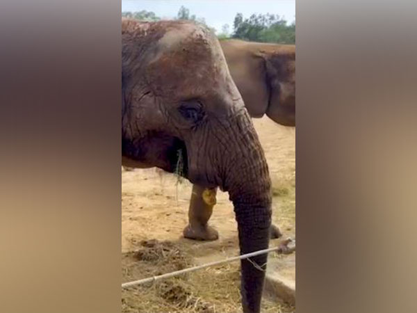 New Beginnings: African Elephants Find Sanctuary in India