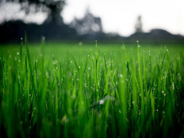 Polarity proteins in grass shape efficient "breathing" pores: Research