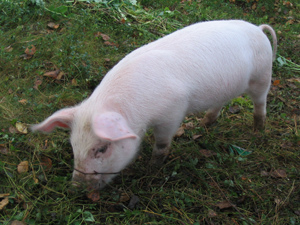 New outbreak of African Swine Fever on farm in Gauteng confirmed 