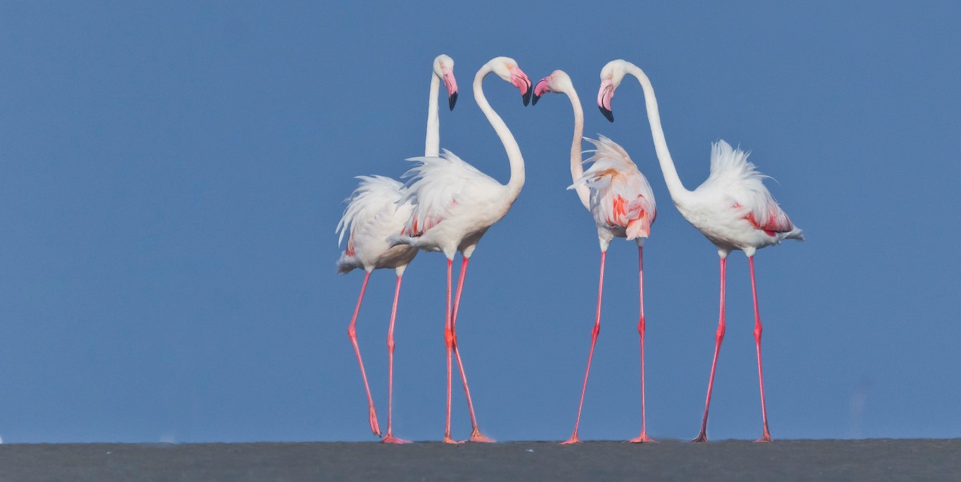 Flamingos in S Africa to go for air ride for safe breeding ground