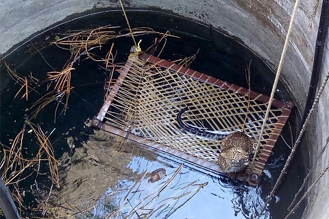 Leopard falls into well in Kerala, rescue mission on