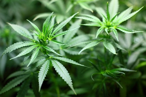 Marijuana use decreases amongst high school students since its legalization