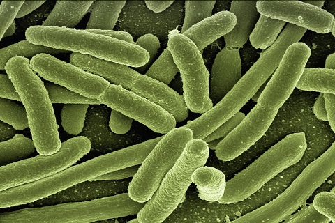 New method using viruses to kill bacteria may help fight antibiotic resistance: Study
