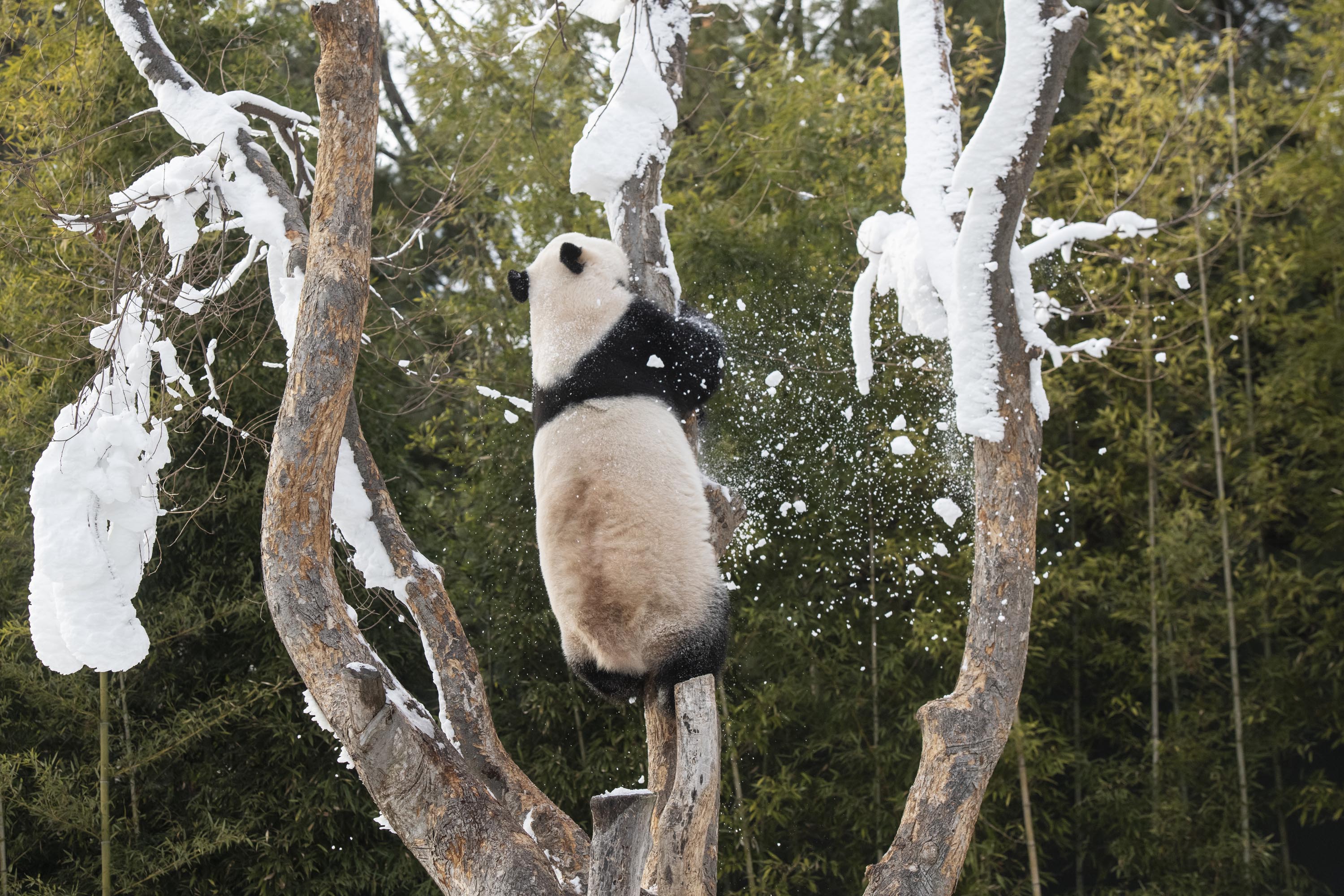 Danes in queue to see pandas in Beijing's popular 'panda diplomacy'