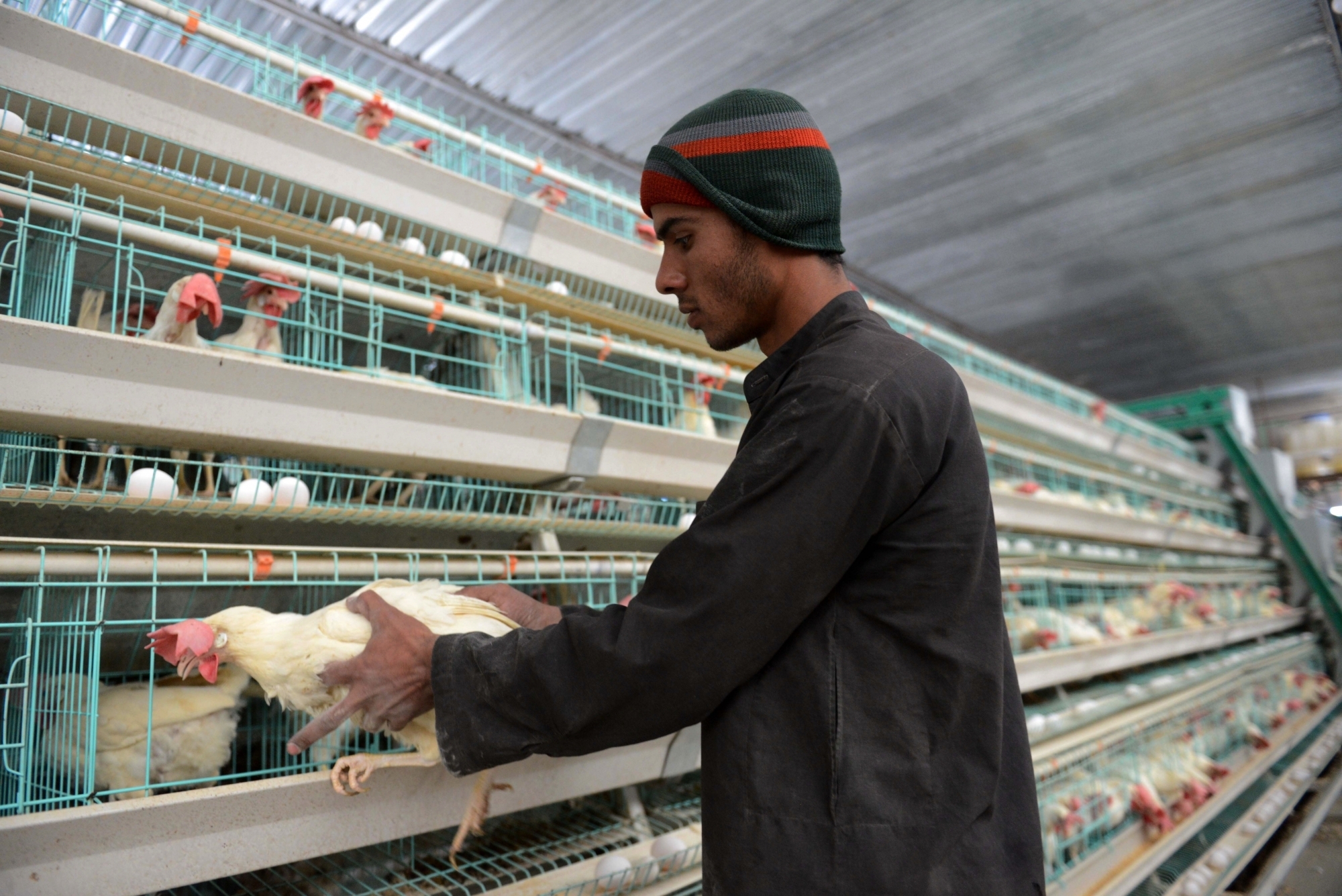 J&K aims to uplift poultry sector with insurance cover for farms