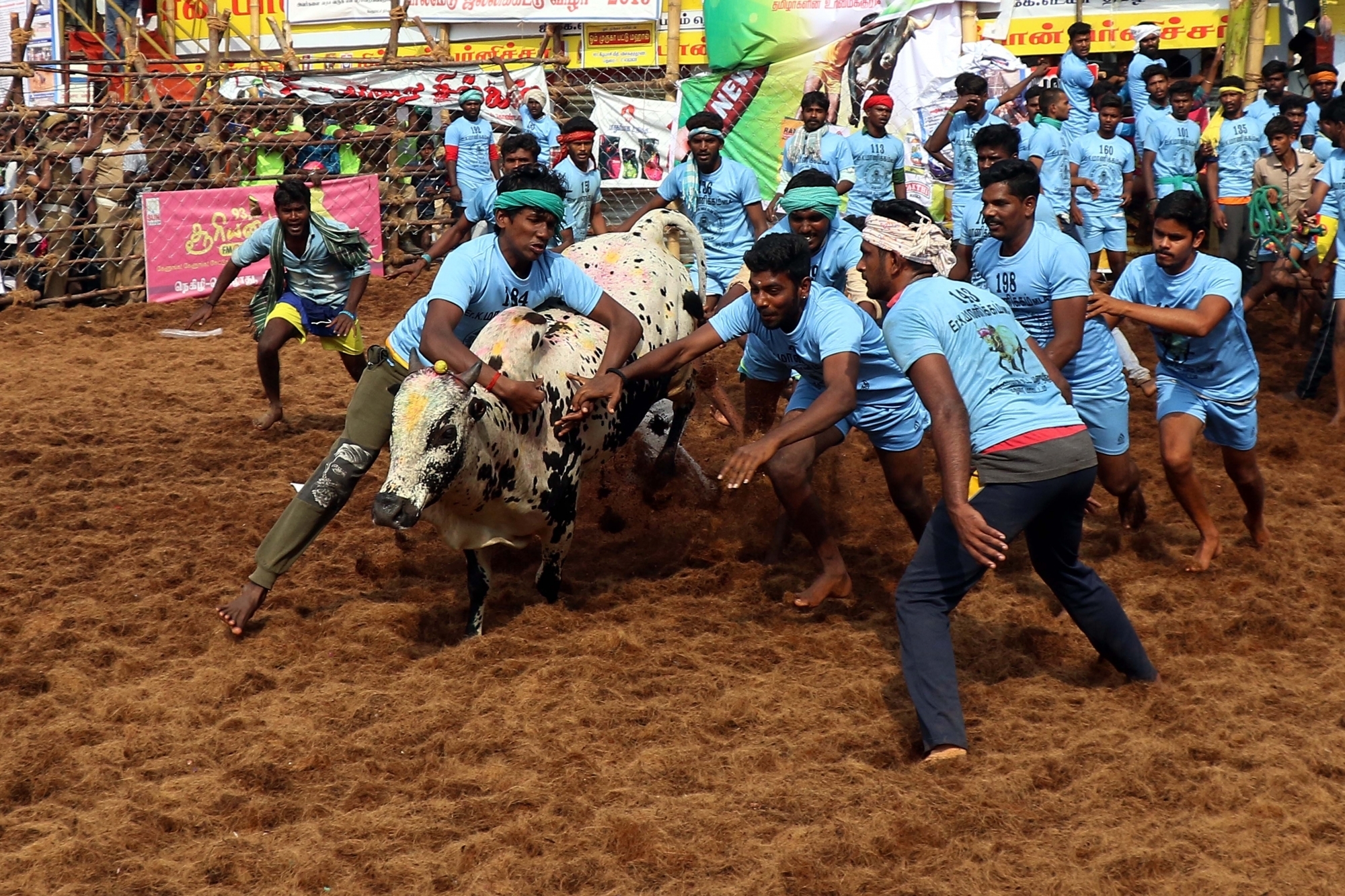 Tamers frenziedly vie to grapple with bulls, Palamedu sustains 'jallikattu' fervour in TN