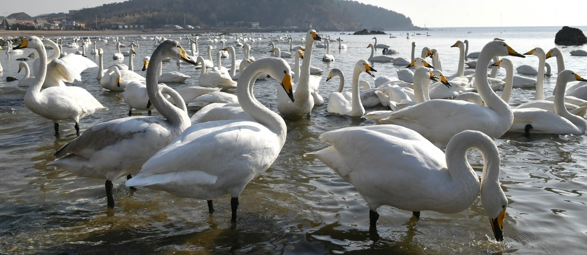 Bird flu hits swans in China's Xinjiang region - ministry