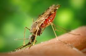 New compound can inhibit malaria parasite growth: Study 
