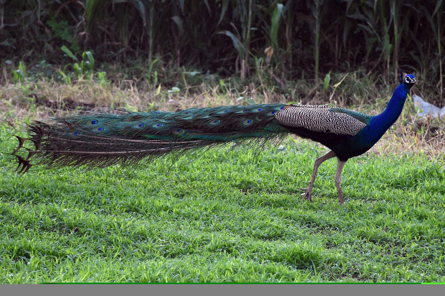 Belief that sighting brings `good luck , helps boom in peacock population in Odisha s Pakidi hills