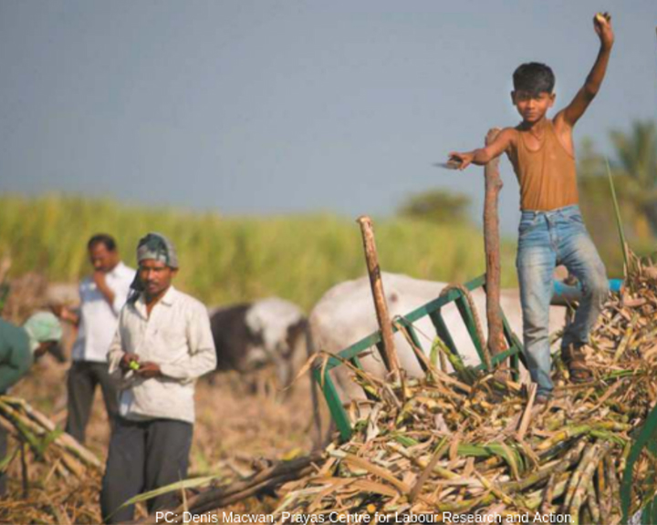 How sugarcane farming in West India has become a center for child labour