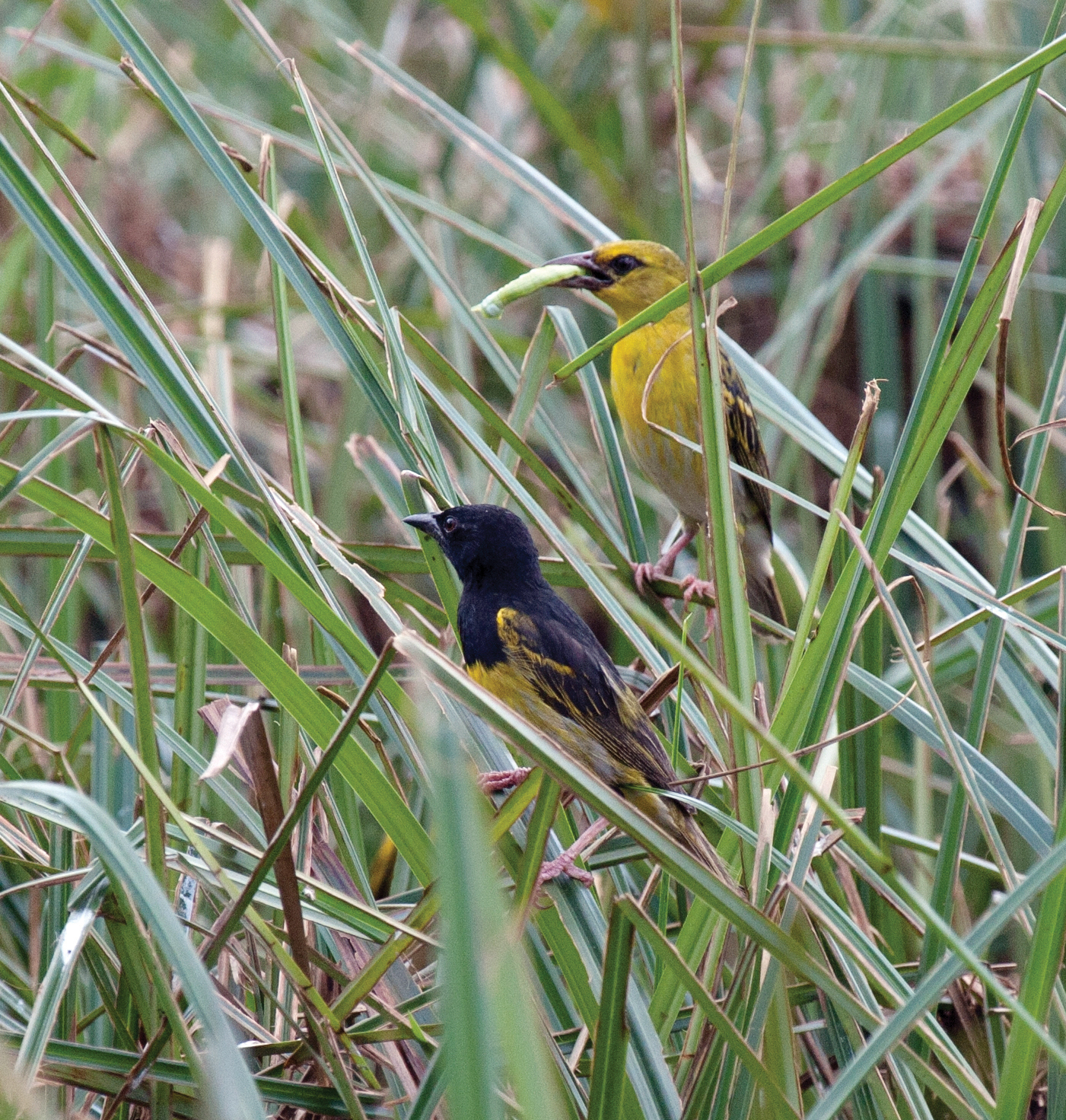 Nature Kenya purchases 1000 acres of land for in-situ conservation of endangered birds and mammals