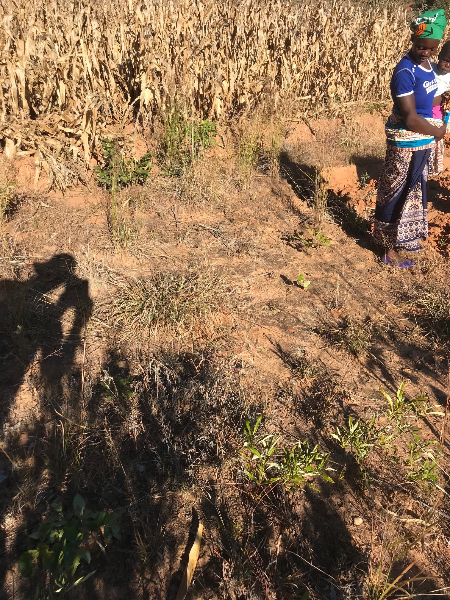 Love Msiska, the woman behind Deep Bed Farming in Malawi